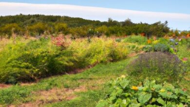 Boise Farm And Garden