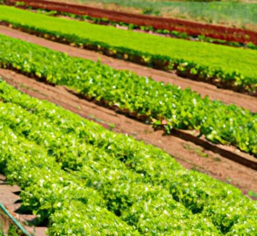 Farm Stand Lettuce Grow